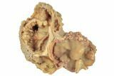 Unique, Agatized Fossil Coral Geode - Florida #188146-1